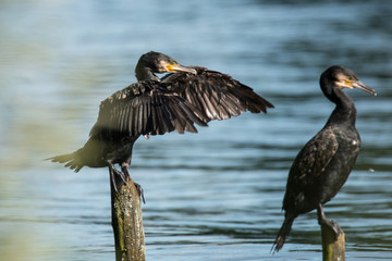 Kormoran / Kormorane am Starnberger See