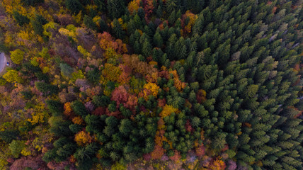Fototapeta na wymiar autumn colors in forest 