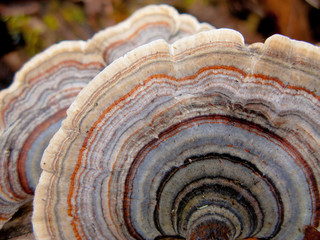 Turkey Tail Mushroom