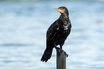 Kormoran / Kormorane am Starnberger See