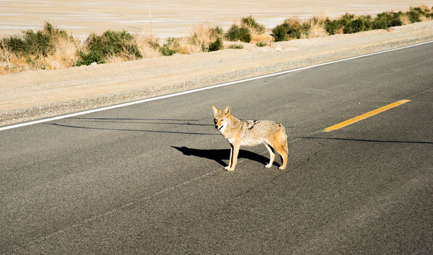 Coyote in the Road, Death Valley