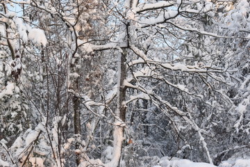 tree in winter