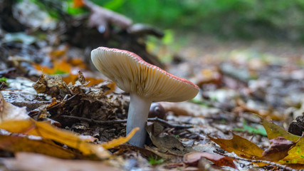 red and white mushrooms in forest