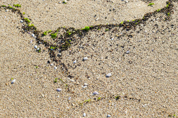 Close up sand background texture surrounded by bright green seaweed and sea shells, copy space