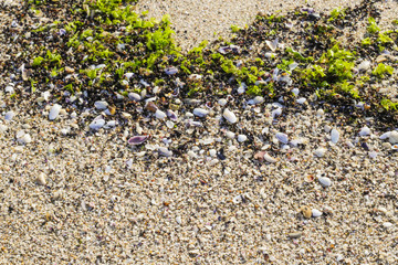 Close up sand background texture surrounded by bright green seaweed and sea shells, copy space