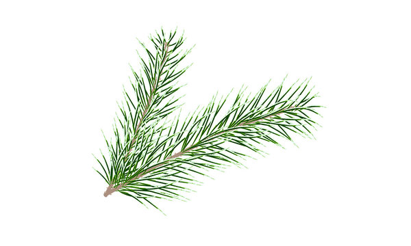 Green pine branch. Fir tree branch. Vector
