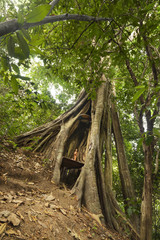 A Buddha statue fitted in Giant Roots of tropical banyan tree in Kep National park - Cambodia, Asia. Holy tree 
