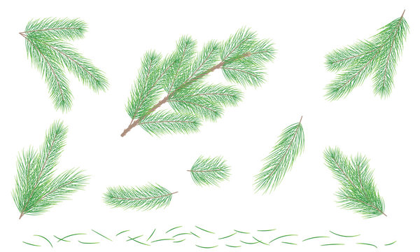 Set Green pine branch. Fir tree branch. Vector