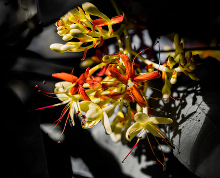 Orange and Yellow Flowers on Grey Background