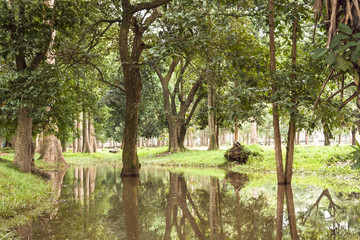 Tropical teak forest beautifully reflected on the water lake in Cambodia, Asia