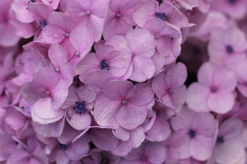 Fototapeta premium różowe kwiaty hortensji