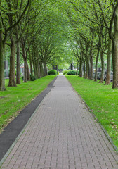 Fototapeta na wymiar avenue of trees in city