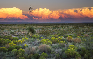 The Desert comes to life with evening light in New Mexico