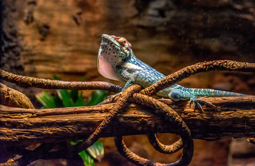 Green, Orange and Blue Scales on an Orient Knight Anole with Dewlap Extended