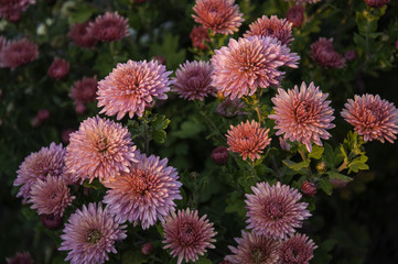 Chrysanthemum blooming in the cementary	