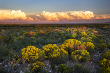 The Desert comes to life with evening light in New Mexico