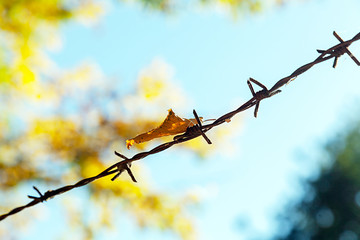 Stacheldraht nit Herbstlaub