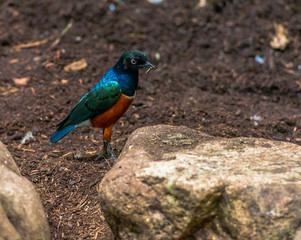 Deep Blue, Orange, and Yellow Plumage on a Superb Starling 