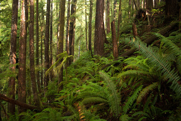 Fototapeta premium Forested Slope