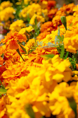 Orange & Yellow Flowers