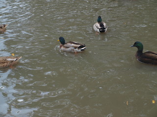 Ducks