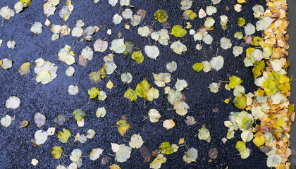 Autumn leaves on the wet asphalt