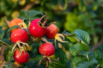 Red rose hips glowing in the late afternoon sun
