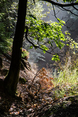 licht im wald