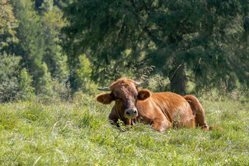 Liegende Kuh auf einer Wiese