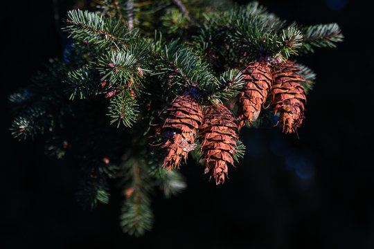 Close up of fall pinecones on the end of an evergreen branch
