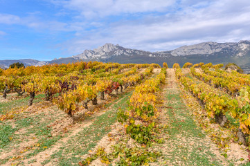 Fototapeta na wymiar Viñedos en otoño con la sierra de Cantabria al fondo, Rioja Alavesa, España