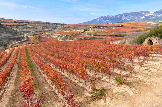 Vi&ntilde;edos en oto&ntilde;o, Rioja Alavesa, Espa&ntilde;a