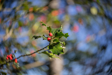 Holly plant