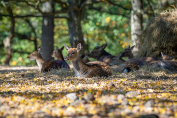 Rehe liegen auf Waldboden