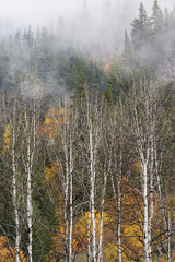 White bark stands out against the colorful fall foliage