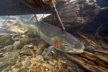 Steelhead 