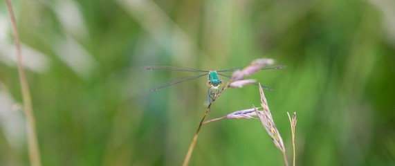 Kleine Binsenjungfer (Lestes virens), junges, nicht ausgefäbtes Männchen, sitzt an Grashalm, Lüneburger Heide, Niedersachsen, Deutschland, Europa