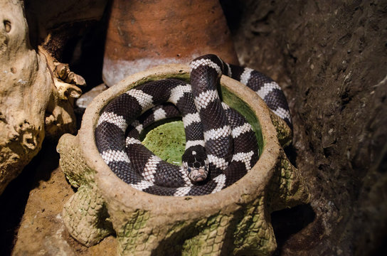 Common Kingsnake Curled Up In A Terrarium In Kiev Zoo