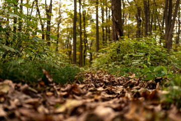 Close Up Fall Leaves