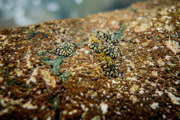  Rare Ephemerellid mayfly species, Drunella pelosa.