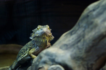 Green guana looking at you through the glass in the Kiev zoo