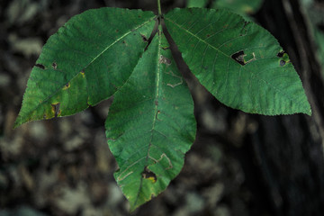 Close Up Leaf