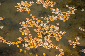 Yellow leaves of birch floating in the lake. Golden autumn.