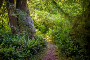 Old Growth Forest Trail