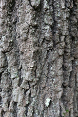 Rough Bark Texture