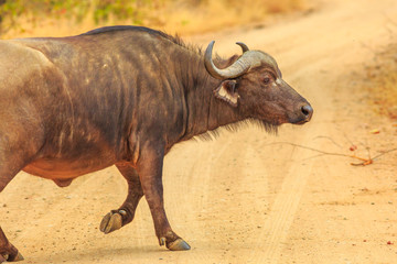 Obraz premium African buffalo, Syncerus caffer, walking on the gravel road inside the Kruger National Park, South Africa. Dry season. The Cape buffalo is a large African bovine part of the Big Five.
