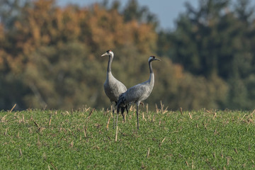 Obraz premium Kraniche im grünen