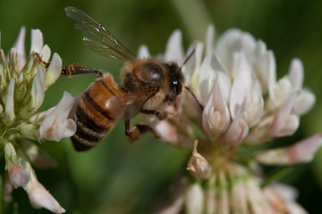 Honeybee and Clover