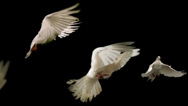 Flock of white doves - alpha matte
Slow motion shot on green screen.
Good for wedding backgrounds or titles.