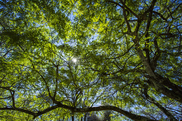 Fototapeta premium Bottom view up the trees. Trees of Brazil 